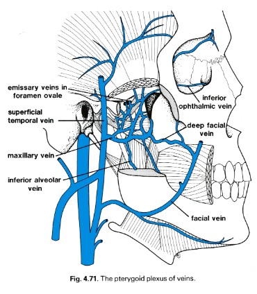 Tooth Removal Warnings27
